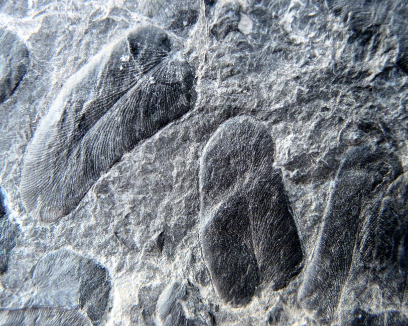 Paripteris pseudogigantea